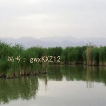 ĩ