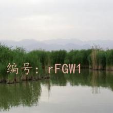 Ŀ
