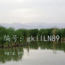 ź