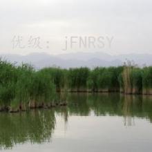 ƫ